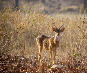 Portrait of deer standing on field