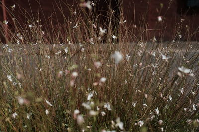 Close-up of plants growing on field