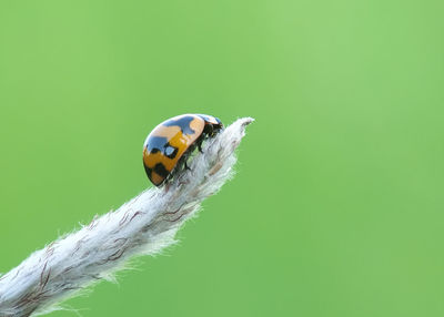 Close-up of ladybug on leaf over green background