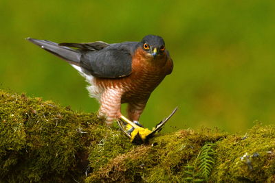 Close-up of hawk with prey on mossy branch