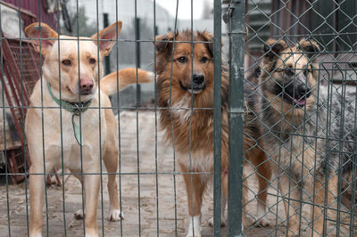 Dogs standing in cage