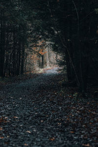 Footpath amidst trees in forest during autumn