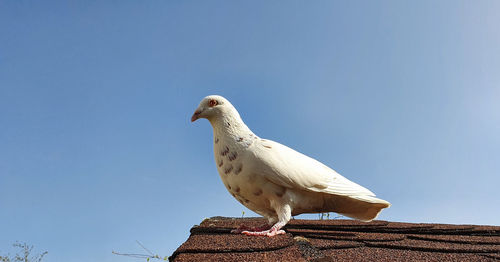 Low angle view of pigeon on roof against clear sky