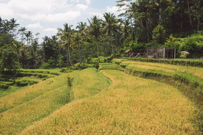 Scenic view of rice field against sky