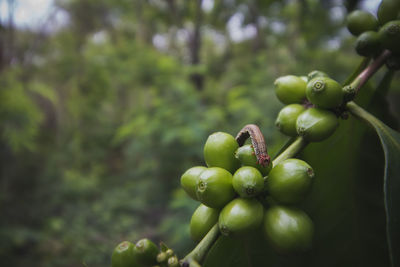 Close-up of insect on coffee beans growing on plant