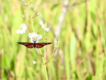 Close-up of butterfly pollinating on flower