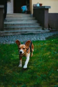 Portrait of dog standing in grass