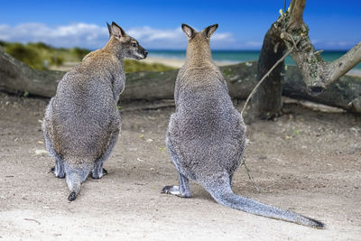 Wallaby looking at sea