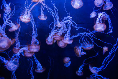 Close-up of jellyfish in sea