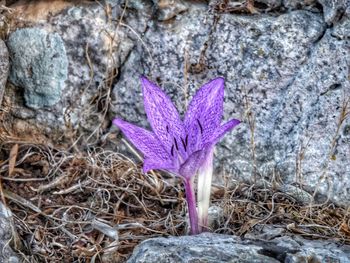 Close up of purple flower