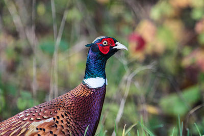 Close-up of bird