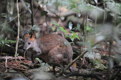 Squirrel in a forest