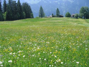 Scenic view of grassy field against trees