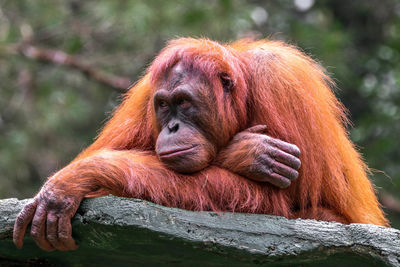 Borneo orangutan relaxing