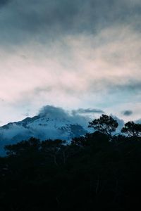 Low angle view of trees on mountain against sky