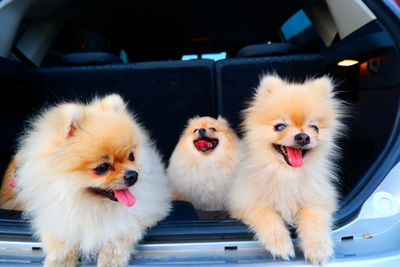 View of dog in car