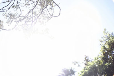 Low angle view of bare trees against clear sky