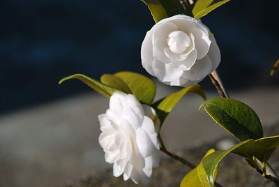 Close-up of white rose flower