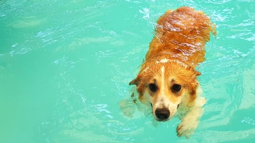 High angle view of dog swimming in pool