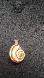 Close-up of snail on sand