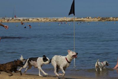 Dogs on beach