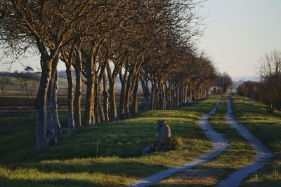 Trees on field