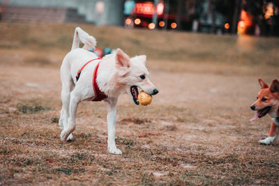 Dog looking away