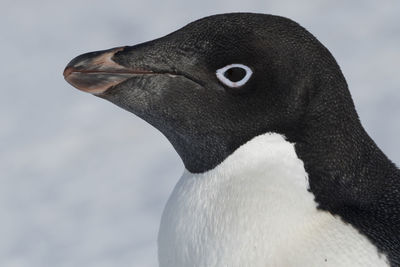 Close-up portrait of a adélie penguin at hope bay, antarctica.