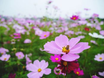 Close-up of pink flowers