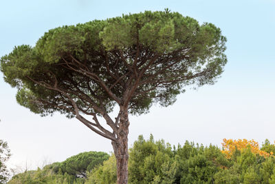 Low angle view of trees against clear sky