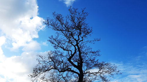 Low angle view of bare trees against blue sky
