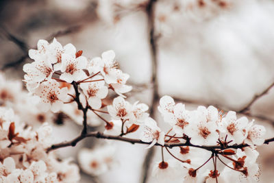 Close-up of cherry blossom tree