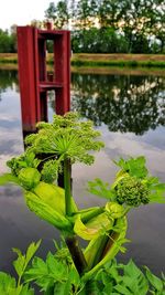 Close-up of fresh green plant by water