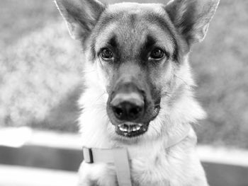 Close-up portrait of dog