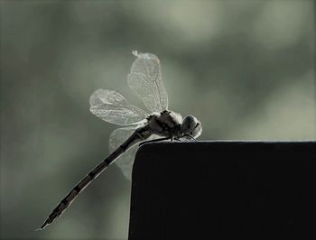 Close-up of leaf against blurred background