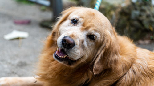 Close-up of dog looking away