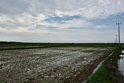 Rice field against cloudy sky