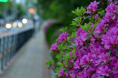Close-up of pink flowering plants