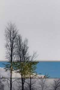 Bare tree by sea against clear sky during winter