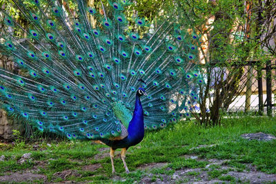 Dancing male peafowl or peacock, pavo cristatus, with iridescent neck and head feathers