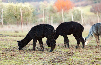 Black alpacas herd eating grass in a meadow.