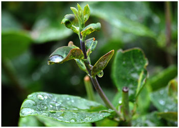 Close-up of raindrops on plant leaves