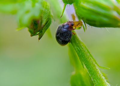 Close-up of insect on plant