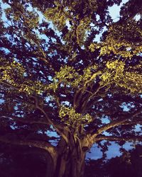 Low angle view of trees against sky