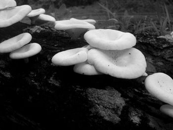 Close-up of mushrooms