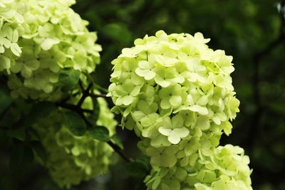 Close-up of hydrangea blooming outdoors