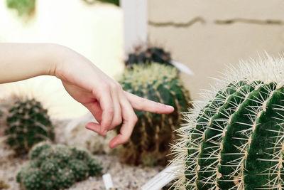 Cropped hand of woman pointing at cactus