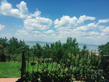 Panoramic view of trees and plants against sky
