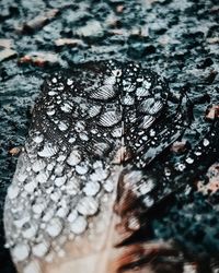 Full frame shot of wet tree