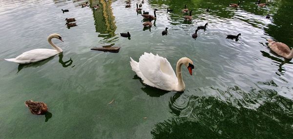 High angle view of swans swimming in lake